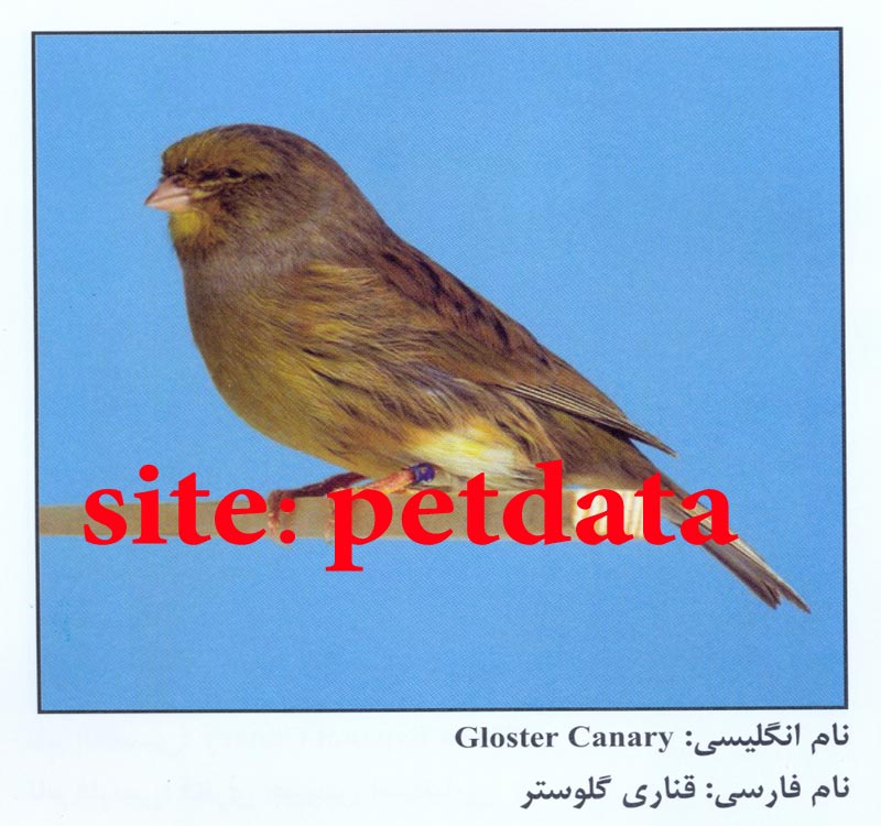 ÙØ±ÙˆØ´ Ù‚Ù†Ø§Ø±ÛŒ Ú¯Ù„ÙˆØ³ØªØ±