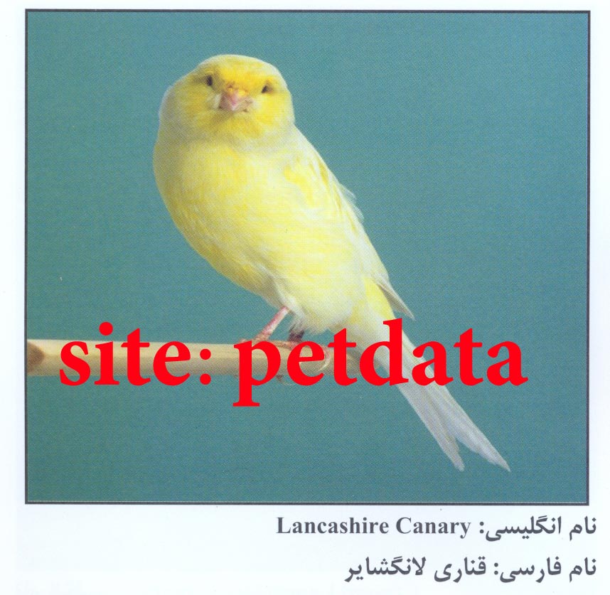 فروش قناری لانگشایر