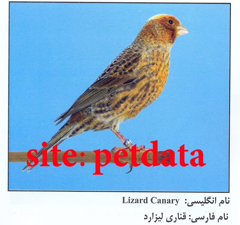 فروش قناری لیزارد