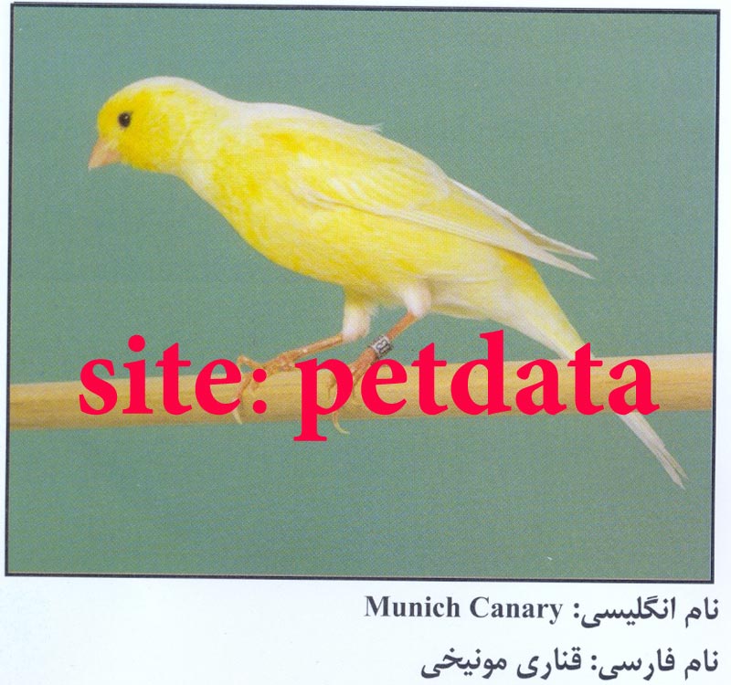 ÙØ±ÙˆØ´ Ù‚Ù†Ø§Ø±ÛŒ Ù…ÙˆÙ†ÛŒØ®ÛŒ