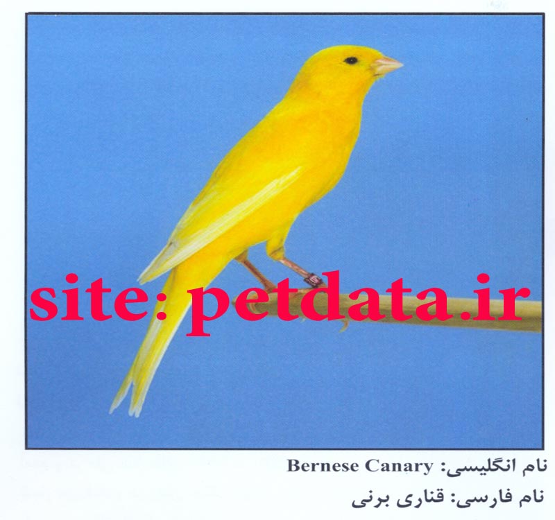 ÙØ±ÙˆØ´ ÙÙ†Ø§Ø±ÛŒ Ø¨Ø±Ù†ÛŒ