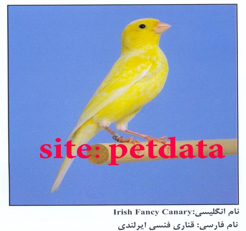 ÙØ±ÙˆØ´ Ù‚Ù†Ø§Ø±ÛŒ ÙÙ†Ø³ÛŒ Ø§ÛŒØ±Ù„Ù†Ø¯ÛŒ