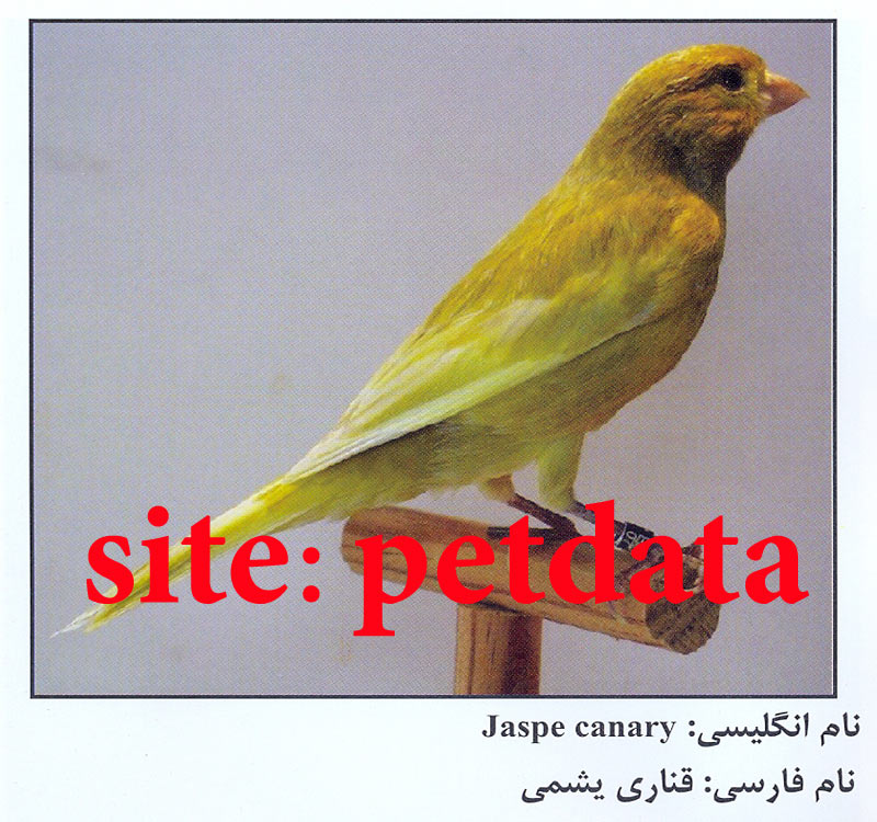 ÙØ±ÙˆØ´ Ù‚Ù†Ø§Ø±ÛŒ ÛŒØ´Ù…ÛŒ