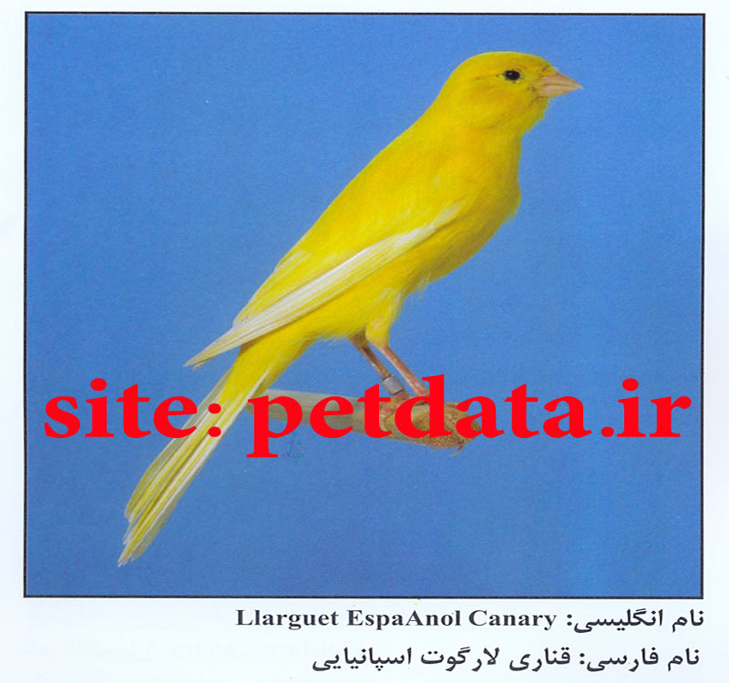 فروش قناری لارگوت اسپا نیایی