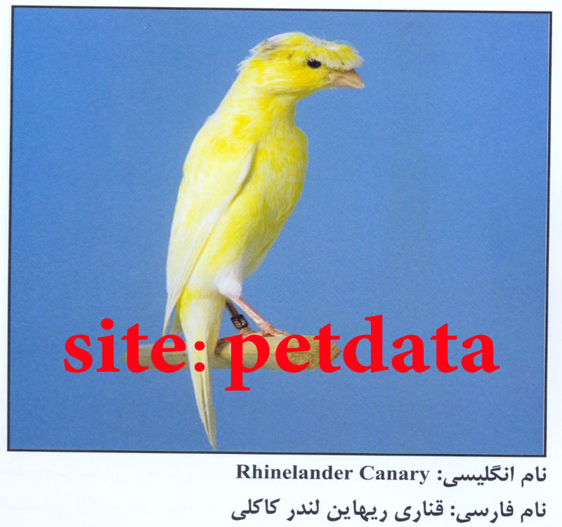 ÙØ±ÙˆØ´ Ù‚Ù†Ø§Ø±ÛŒ Ø±ÛŒÙ‡Ø§ ÛŒÙ† Ù„Ù†Ø¯Ø± Ú©Ø§Ú©Ù„ÛŒ