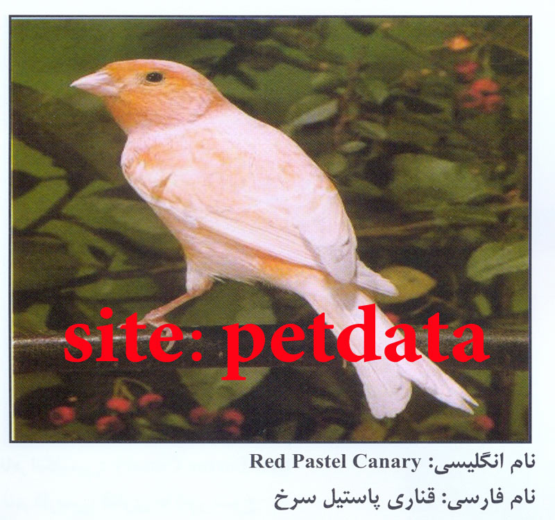 ÙØ±ÙˆØ´ Ù‚Ù†Ø§Ø±ÛŒ Ù¾Ø§Ø³ØªÛŒÙ„ Ø³Ø±Ø®
