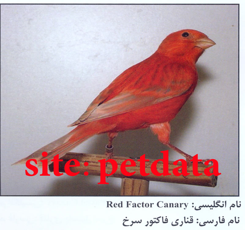 ÙØ±ÙˆØ´ Ù‚Ù†Ø§Ø±ÛŒ ÙØ§Ú©ØªÙˆØ± Ø³Ø±Ø®
