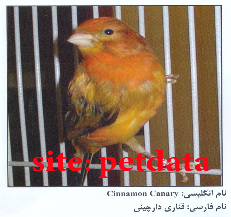 ÙØ±ÙˆØ´ Ù‚Ù†Ø§Ø±ÛŒ Ø¯Ø§Ø± Ú†ÛŒÙ†ÛŒ