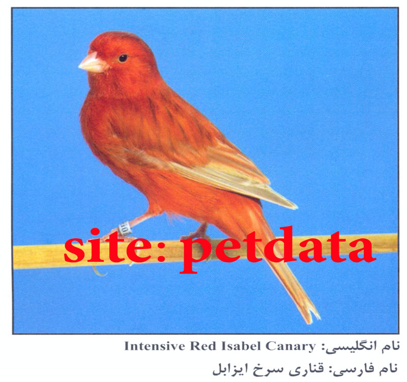 ÙØ±ÙˆØ´ Ù‚Ù†Ø§Ø±ÛŒ Ø³Ø±Ø® Ø§ÛŒØ²Ø§Ø¨Ù„