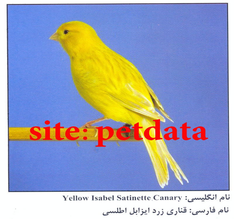 ÙØ±ÙˆØ´ Ù‚Ù†Ø§Ø±ÛŒ Ø²Ø±Ø¯ Ø§ÛŒØ²Ø¨Ù„ Ø§Ø·Ù„Ø³ÛŒ