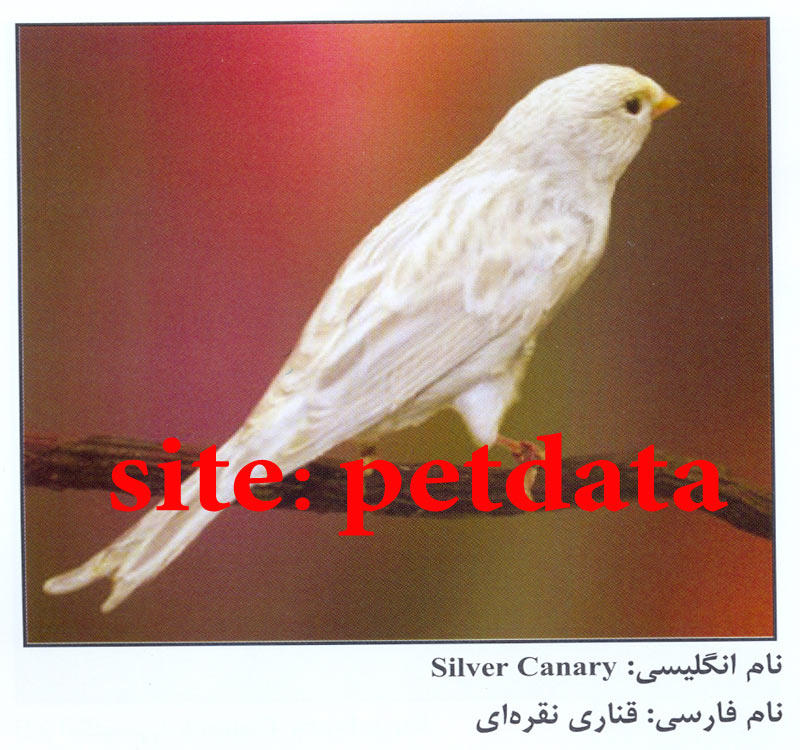 ÙØ±ÙˆØ´ Ù‚Ù†Ø§Ø±ÛŒ Ù†Ù‚Ø±Ù‡ Ø§ÛŒ