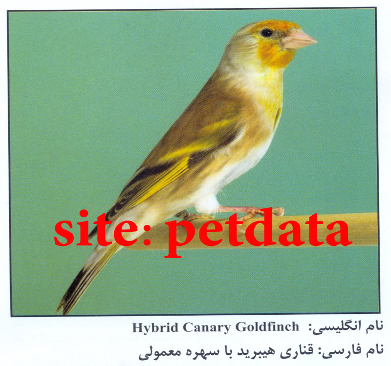 ÙØ±ÙˆØ´ Ù‚Ù†Ø§Ø±ÛŒ Ù‡ÛŒØ¨Ø±ÛŒØ¯ Ø¨Ø§ Ø³Ù‡Ø±Ù‡ Ù…Ø¹Ù…ÙˆÙ„ÛŒ