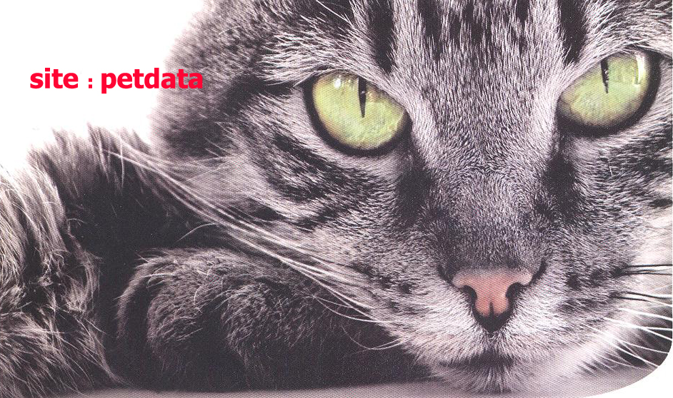انواع خاک گربه فهرست خاک گربه تهیه خاک برای گربه ها