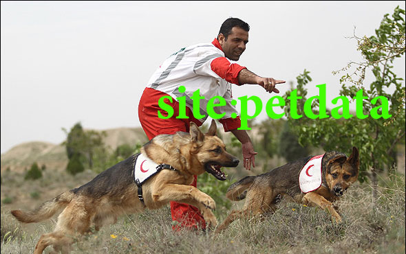 ØªØ±Ø¨ÛŒØª Ø³Ú¯ Ø¬Ø³ØªØ¬ÙˆÚ¯Ø±