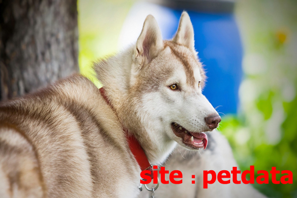 Ø³Ú¯ Ù‡Ø§Ø³Ú©ÛŒ Ø³ÛŒØ¨Ø±ÛŒØ§ÛŒÛŒ Siberian Husky