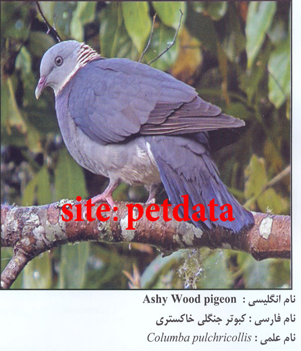 Ú©Ø¨ÙˆØªØ± Ø¬Ù†Ú¯Ù„ÛŒ Ø®Ø§Ú©Ø³ØªØ±ÛŒ