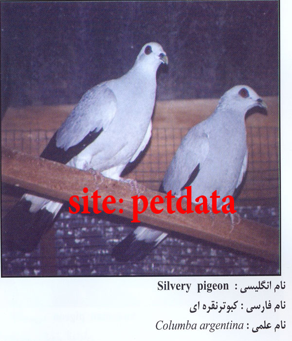 Ú©Ø¨ÙˆØªØ± Ù†Ù‚Ø±Ù‡ Ø§ÛŒ