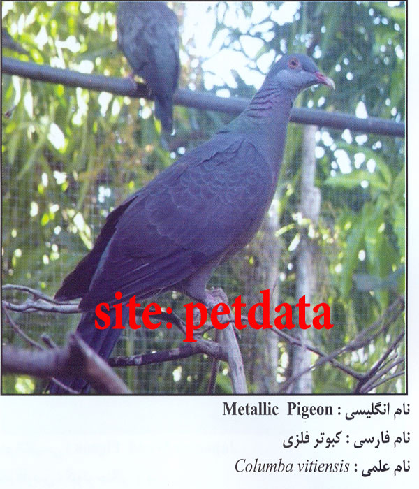 Ú©Ø¨ÙˆØªØ± ÙÙ„Ø²ÛŒ