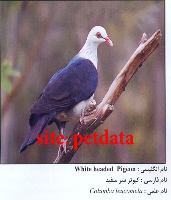 Ú©Ø¨ÙˆØªØ± Ø³Ø± Ø³ÙÛŒØ¯
