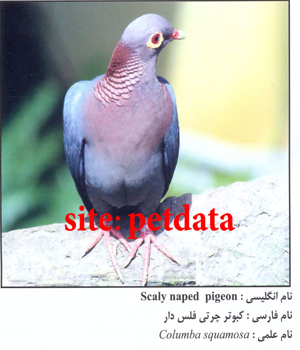 کبوتر چرتی فلس دار