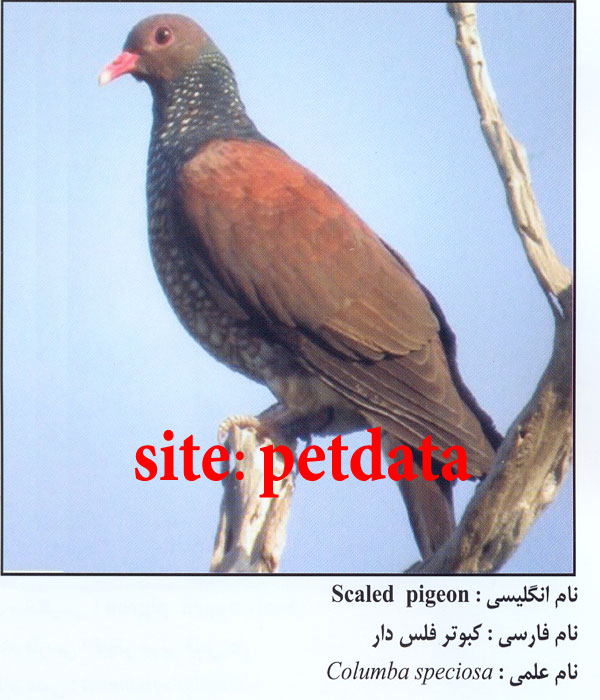 Ú©Ø¨ÙˆØªØ± ÙÙ„Ø³ Ø¯Ø§Ø±