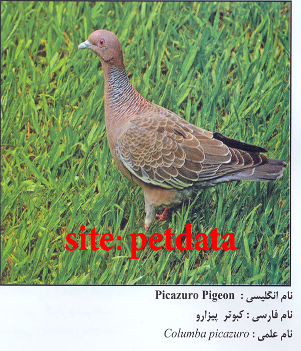 Ú©Ø¨ÙˆØªØ± Ù¾ÛŒØ²Ø§Ø±Ùˆ