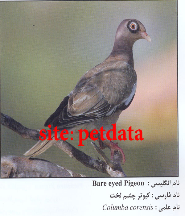 Ú©Ø¨ÙˆØªØ± Ú†Ø´Ù… Ù„Ø®Øª