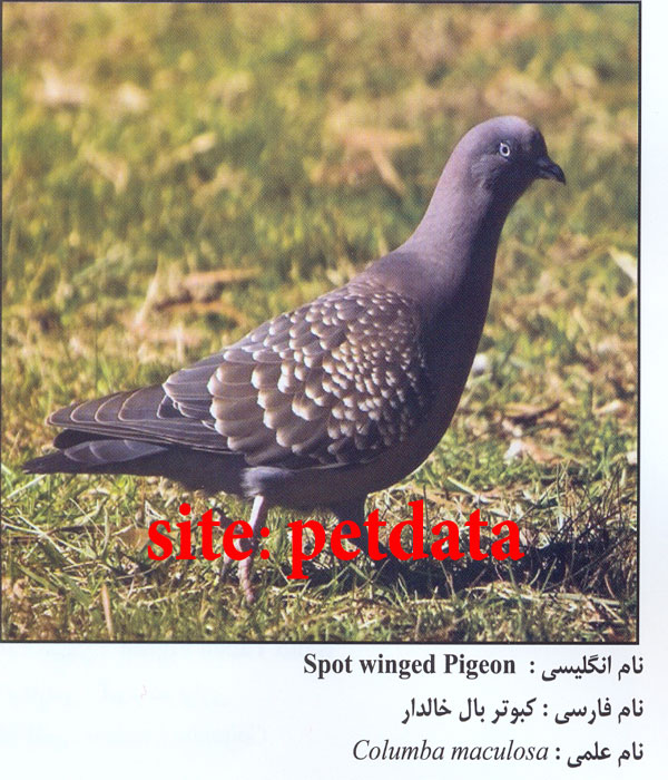Ú©Ø¨ÙˆØªØ± Ø¨Ø§Ù„ Ø®Ø§Ù„Ø¯Ø§Ø±