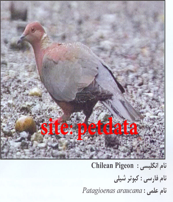 Ú©Ø¨ÙˆØªØ± Ø´ÛŒÙ„ÛŒ