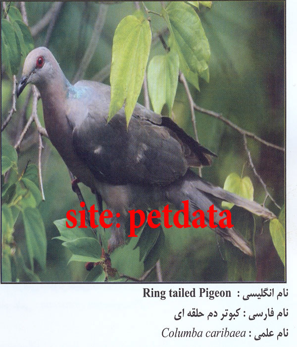 Ú©Ø¨ÙˆØªØ± Ø¯Ù… Ø­Ù„Ù‚Ù‡ Ø§ÛŒ
