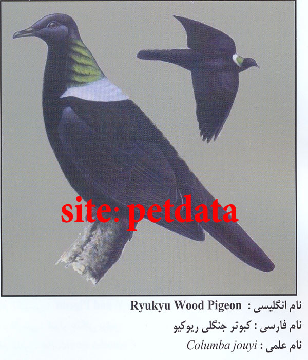 Ú©Ø¨ÙˆØªØ± Ø¬Ù†Ú¯Ù„ÛŒ Ø±ÛŒÙˆÚ©ÛŒÙˆ