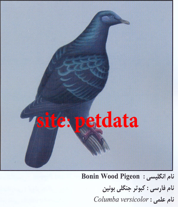Ú©Ø¨ÙˆØªØ± Ø¬Ù†Ú¯Ù„ÛŒ Ø¨ÙˆÙ†ÛŒÙ†