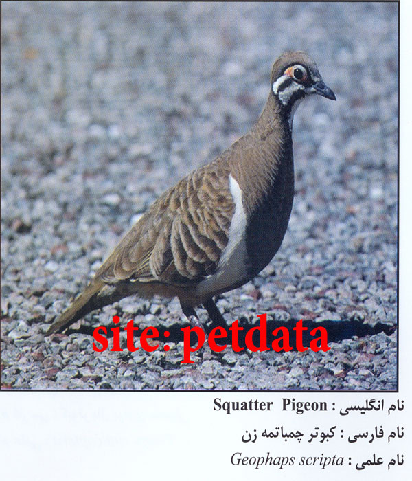 Ú©Ø¨ÙˆØªØ± Ú†Ù…Ø¨Ø§ØªÙ…Ù‡ Ø²Ù†