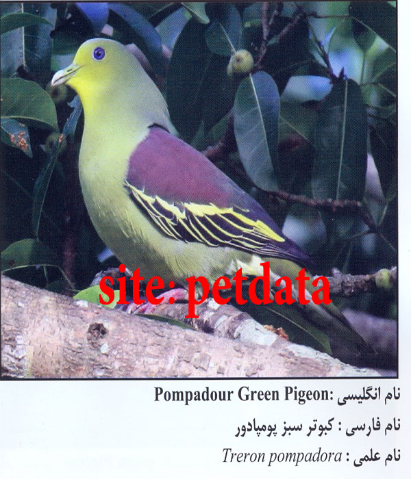 Ú©Ø¨ÙˆØªØ± Ø³Ø¨Ø² Ù¾ÙˆÙ…Ù¾Ø§Ø¯ÙˆØ±