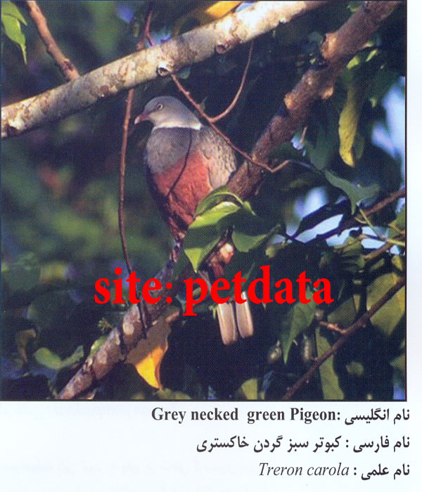 کبوتر سبز گردن خاکستری
