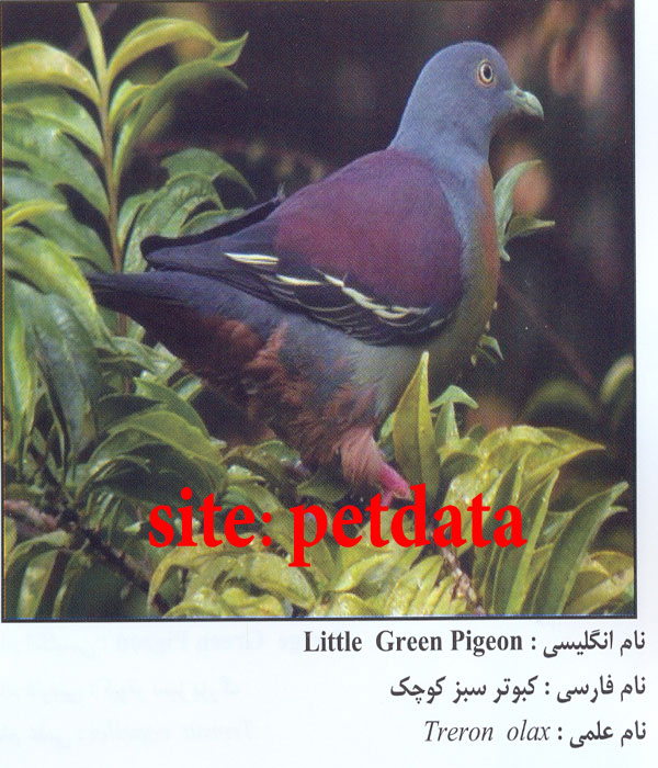 Ú©Ø¨ÙˆØªØ± Ø³Ø¨Ø² Ú©ÙˆÚ†Ú©
