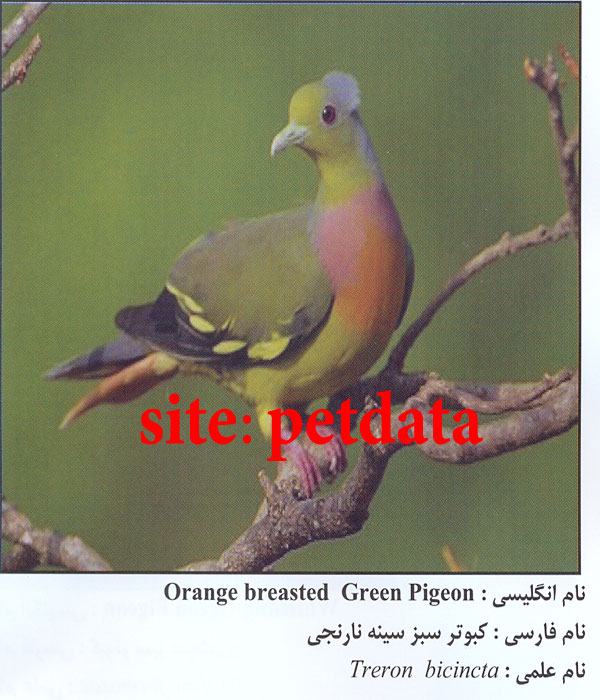 Ú©Ø¨ÙˆØªØ± Ø³Ø¨Ø² Ø³ÛŒÙ†Ù‡ Ù†Ø§Ø±Ù†Ø¬ÛŒ