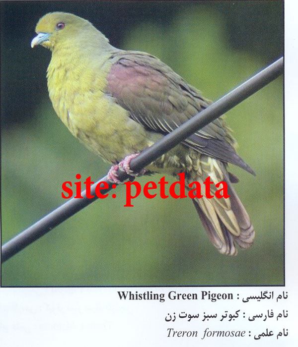 کبوتر سبز سوت زن