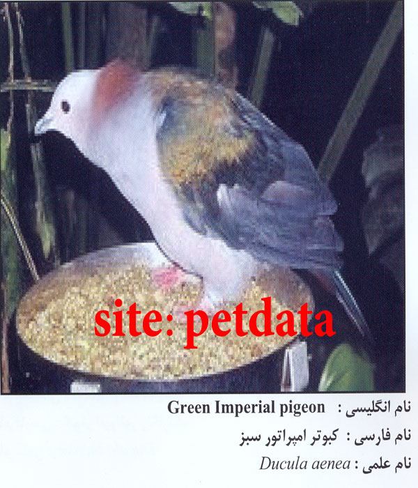 Ú©Ø¨ÙˆØªØ± Ø§Ù…Ù¾Ø±Ø§ØªÙˆØ± Ø³Ø¨Ø²