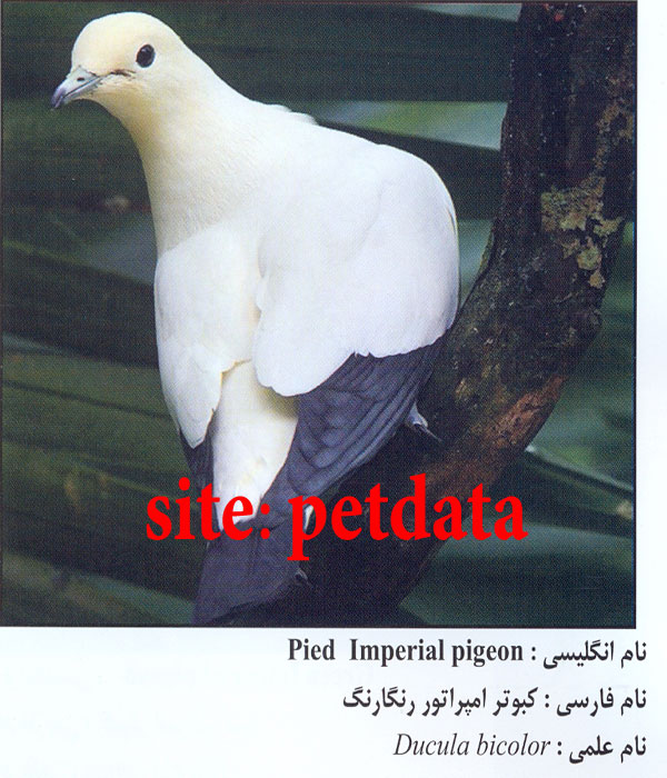 Ú©Ø¨ÙˆØªØ± Ø§Ù…Ù¾Ø±Ø§ØªÙˆØ± Ø±Ù†Ú¯Ø§Ø±Ù†Ú¯