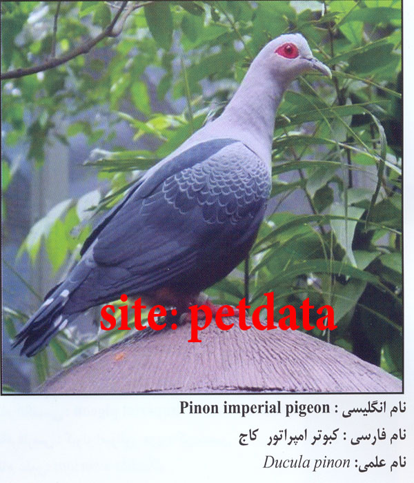 Ú©Ø¨ÙˆØªØ± Ø§Ù…Ù¾Ø±Ø§ØªÙˆØ± Ú©Ø§Ø¬