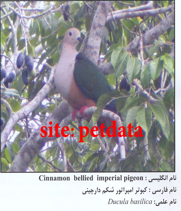 Ú©Ø¨ÙˆØªØ± Ø§Ù…Ù¾Ø±Ø§ØªÙˆØ± Ø´Ú©Ù… Ø¯Ø§Ø± Ú†ÛŒÙ†ÛŒ