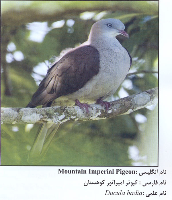 Ú©Ø¨ÙˆØªØ± Ø§Ù…Ù¾Ø±Ø§ØªÙˆØ± Ú©ÙˆÙ‡Ø³ØªØ§Ù†
