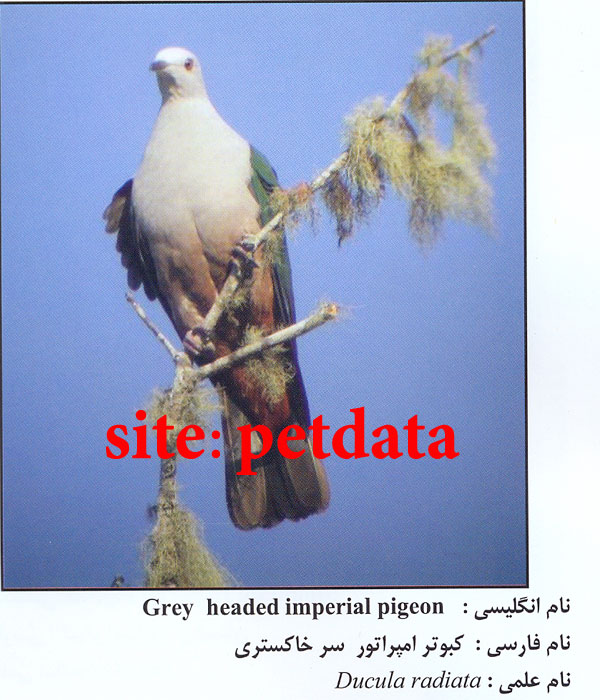 Ú©Ø¨ÙˆØªØ± Ø§Ù…Ù¾Ø±Ø§ØªÙˆØ± Ø³Ø± Ø®Ø§Ú©Ø³ØªØ±ÛŒ