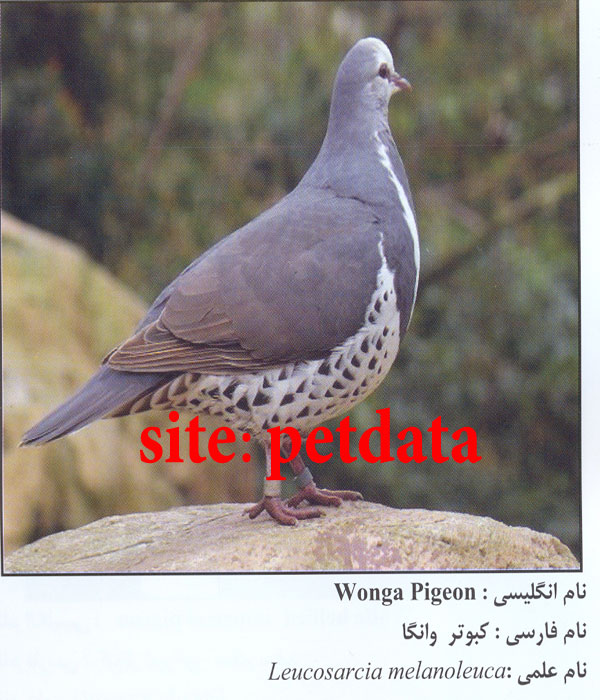 Ú©Ø¨ÙˆØªØ± ÙˆØ§Ù†Ú¯Ø§