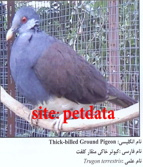 Ú©Ø¨ÙˆØªØ± Ø®Ø§Ú©ÛŒ Ù…Ù†Ù‚Ø§Ø± Ú©Ù„ÙØª