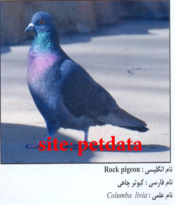 ÙØ±ÙˆØ´ Ú©Ø¨ÙˆØªØ± Ú†Ø§Ù‡ÛŒ