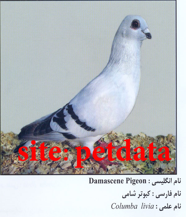 فروش کبوتر شامی