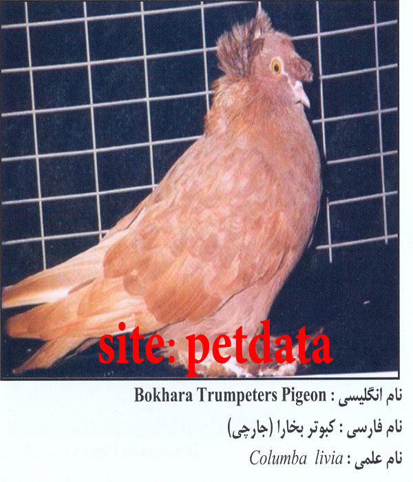 فروش کبوتر بخارا