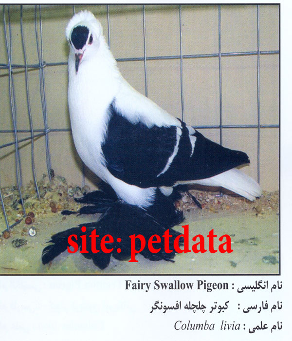 فروش کبوتر چلچله افسونگر